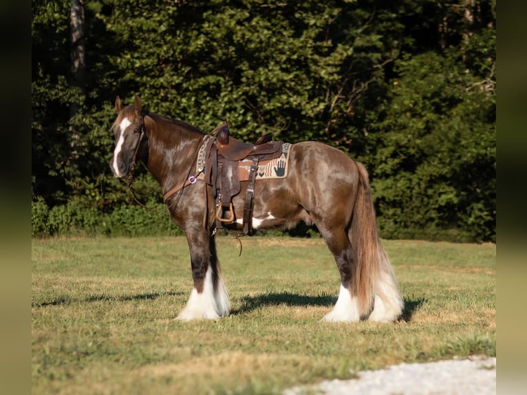 Drum-Horse Wallach 4 Jahre 163 cm Schwarzbrauner in Marble Hill