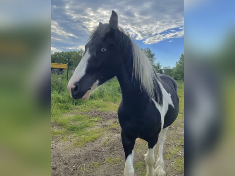 Drum-Horse Mix Wallach 4 Jahre 174 cm Schecke in Bad Lauchstädt