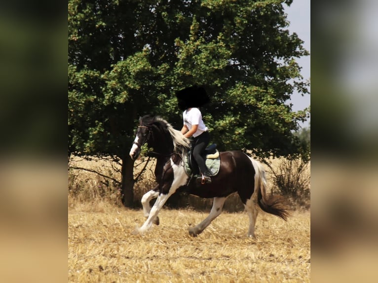 Drum-Horse Mix Wallach 4 Jahre 174 cm Schecke in Bad Lauchstädt
