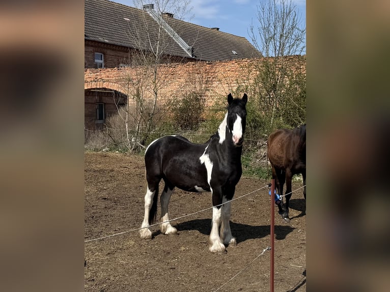 Drum-Horse Mix Wallach 4 Jahre 174 cm Schecke in Bad Lauchstädt