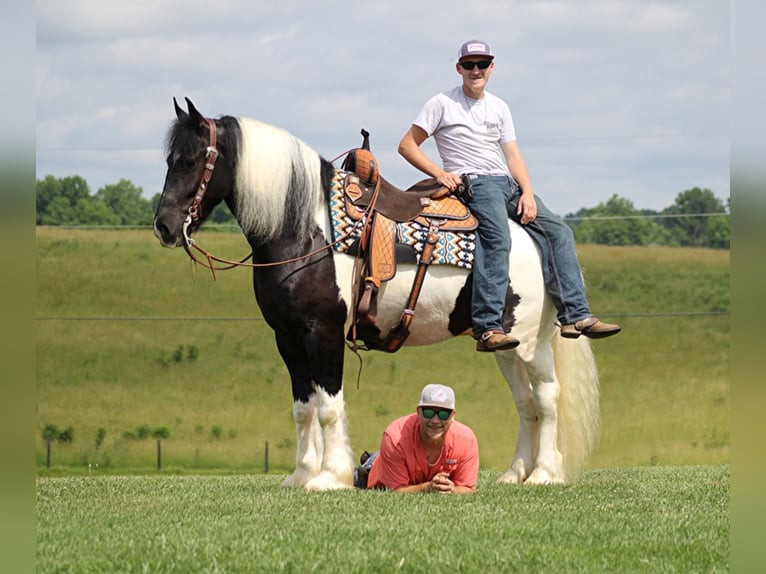 Drum-Horse Wallach 6 Jahre 163 cm Tobiano-alle-Farben in Whitley city KY