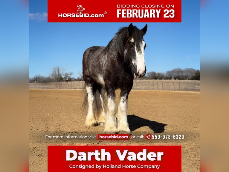 Drum-Horse Wallach 6 Jahre 183 cm Sabino in Weatherford