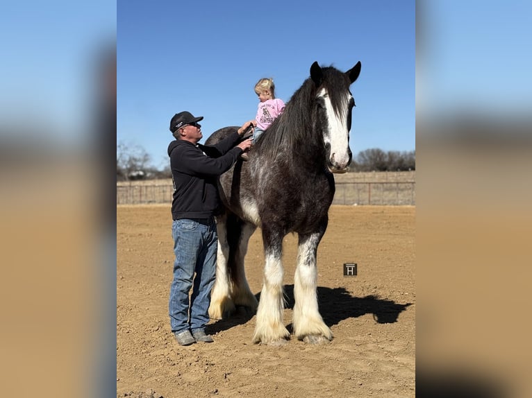 Drum-Horse Wallach 6 Jahre 183 cm Sabino in Weatherford