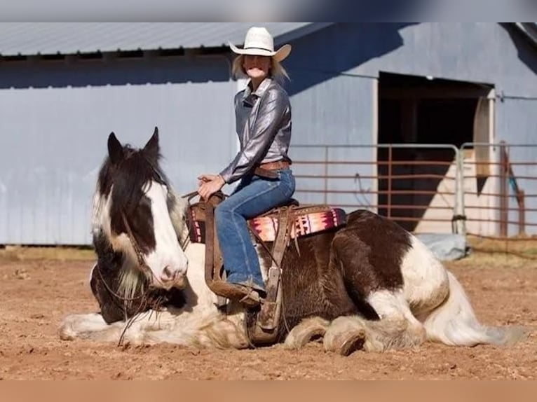 Drum-Horse Wallach 7 Jahre 173 cm in Huntsville, TX