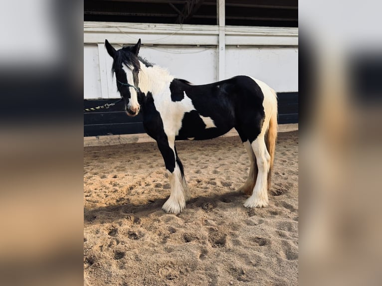 Drúm horse Yegua 2 años 163 cm Tobiano-todas las-capas in Ortonville