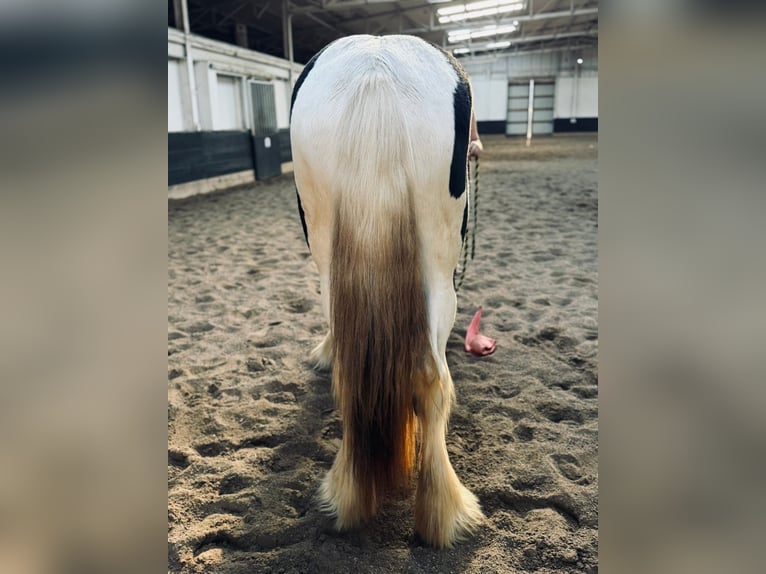Drúm horse Yegua 2 años 163 cm Tobiano-todas las-capas in Ortonville