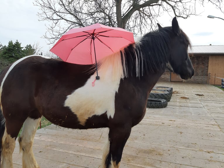 Drúm horse Yegua 7 años 175 cm Tobiano-todas las-capas in Udestedt