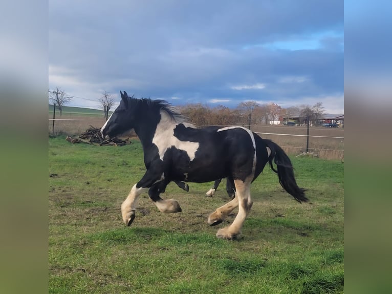 Drúm horse Yegua 7 años 175 cm Tobiano-todas las-capas in Udestedt