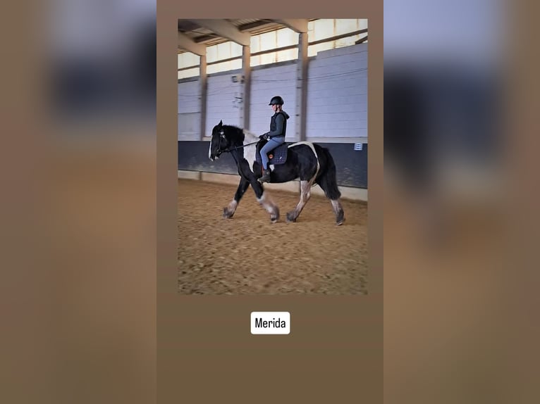 Drúm horse Yegua 7 años 175 cm Tobiano-todas las-capas in Udestedt