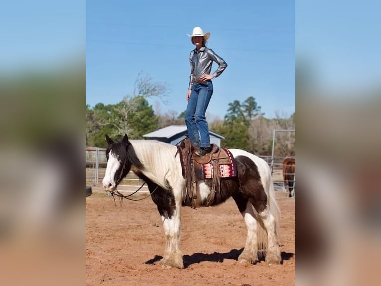 Drumhorse Valack 7 år 173 cm in Huntsville, TX