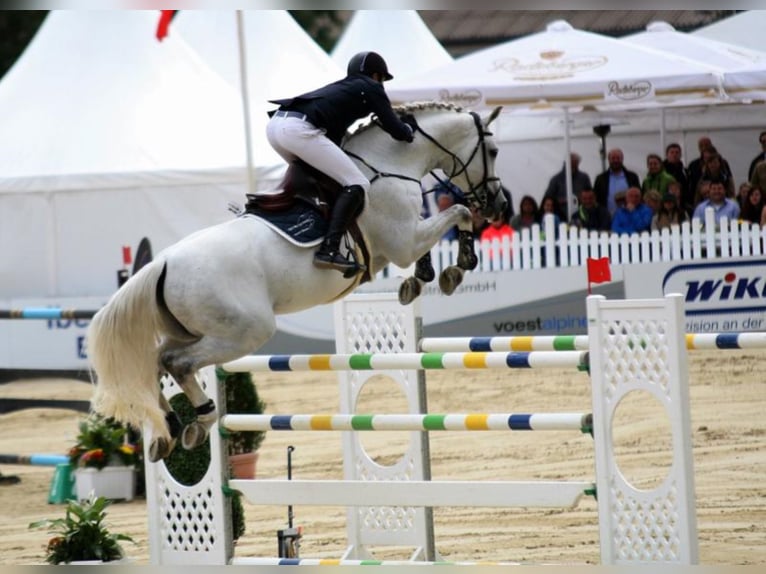 DSP CON SPIRIT Bavarese Stallone Grigio ferro in Buchenberg