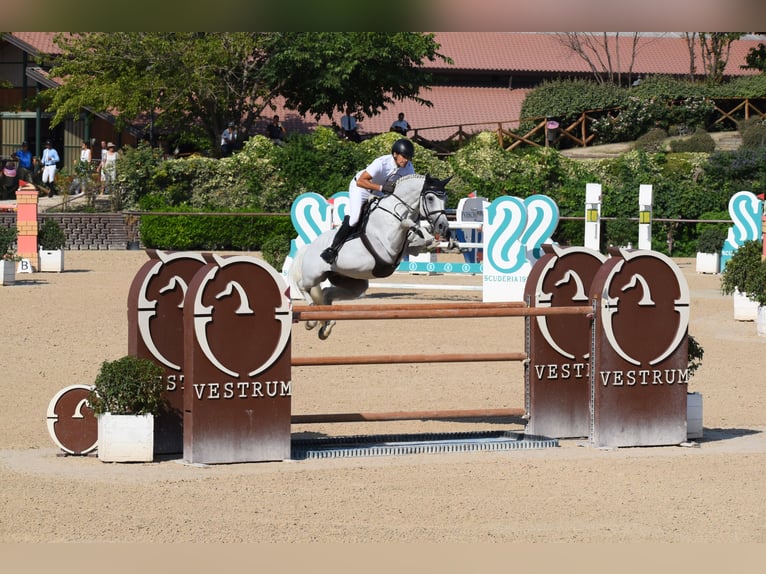 DSP CON SPIRIT Bavarese Stallone Grigio ferro in Buchenberg