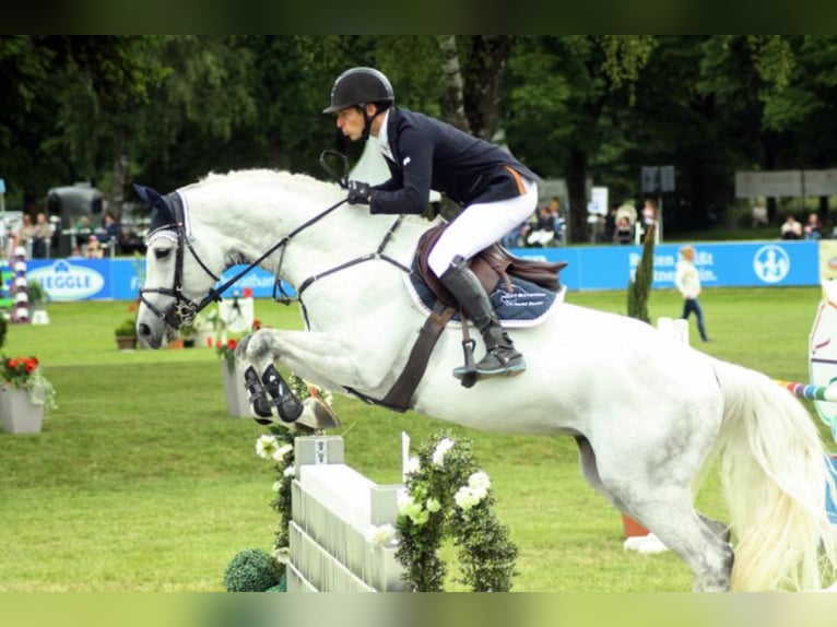 DSP CON SPIRIT Bavarese Stallone Grigio ferro in Buchenberg