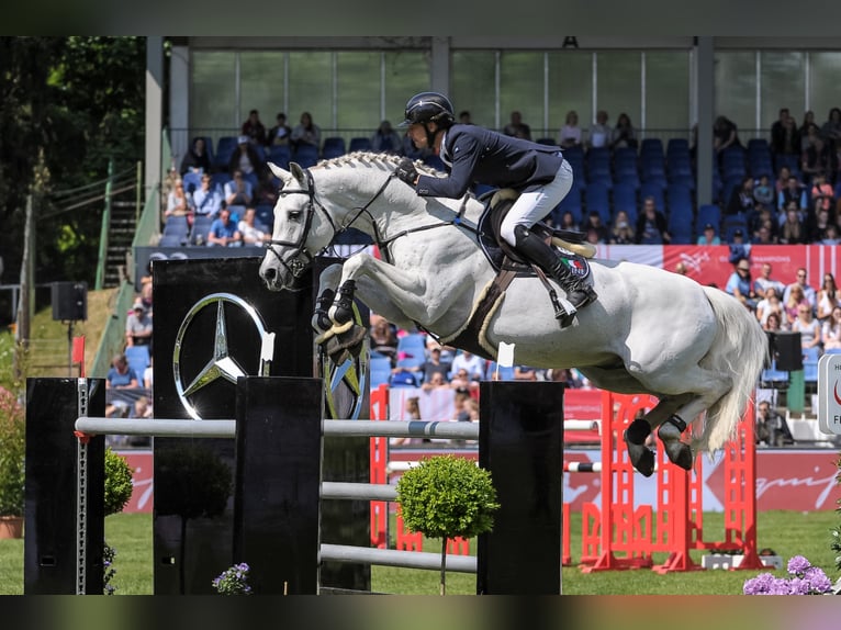 DSP CON SPIRIT Bavarese Stallone Grigio ferro in Buchenberg