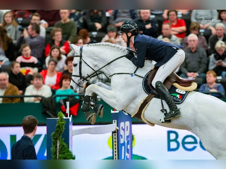 DSP CON SPIRIT Bavarese Stallone Grigio ferro in Buchenberg