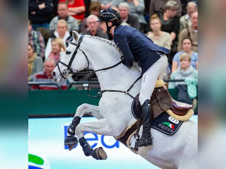 DSP CON SPIRIT Bavarese Stallone Grigio ferro in Buchenberg