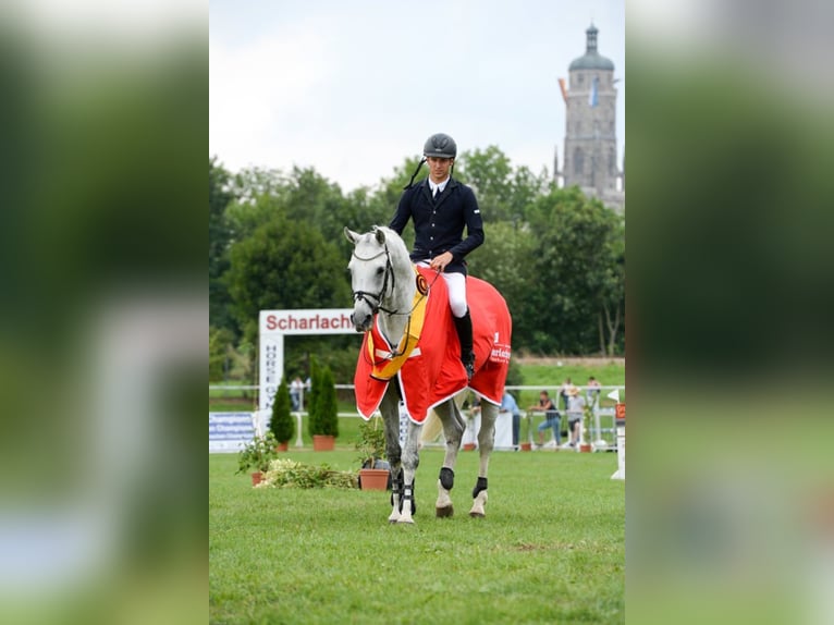 DSP CON SPIRIT Bavarese Stallone Grigio ferro in Buchenberg