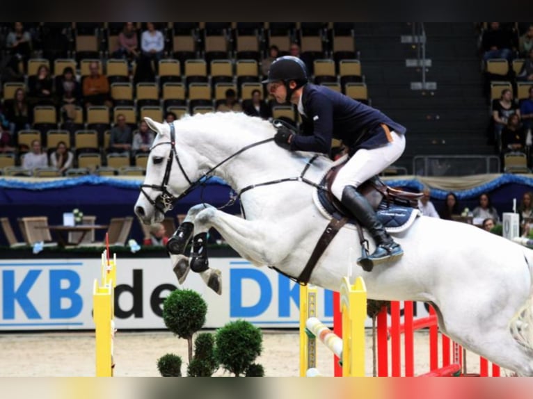 DSP CON SPIRIT Bavarese Stallone Grigio ferro in Buchenberg