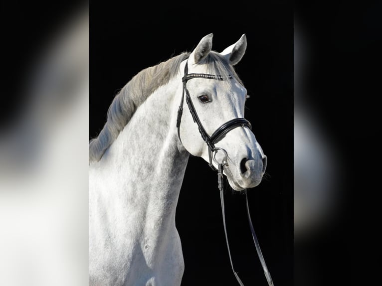 DSP CON SPIRIT Bavarian Warmblood Stallion Gray-Dark-Tan in Buchenberg