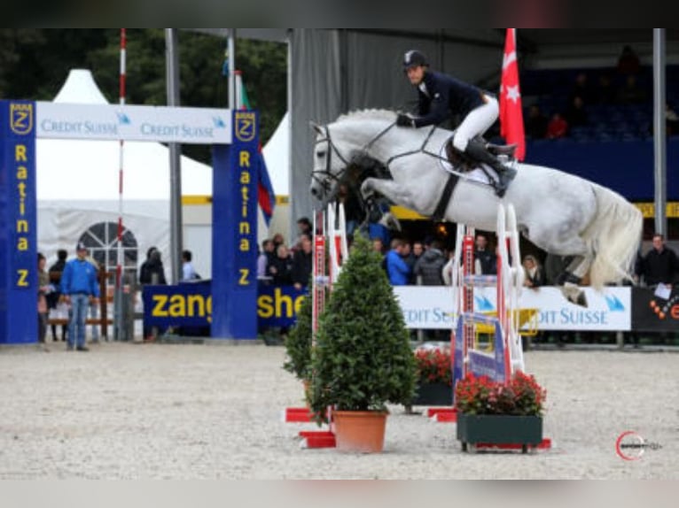 DSP CON SPIRIT Bayerisches warmbloed Hengst in Buchenberg