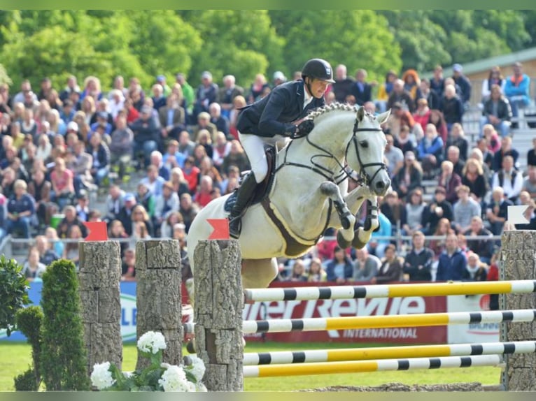 DSP CON SPIRIT Bayerisches warmbloed Hengst in Buchenberg