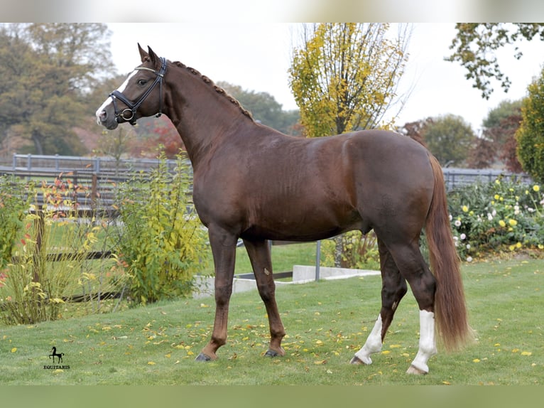 DSP DOMINY Bavarese Stallone Sauro scuro in Löningen