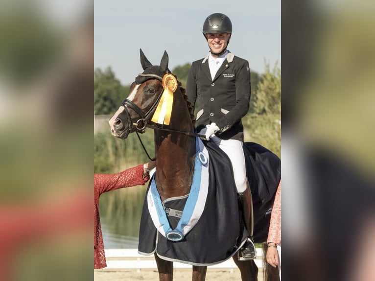 DSP DOMINY Bavarese Stallone Sauro scuro in Löningen