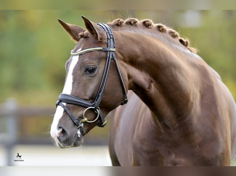 DSP DOMINY Bavarese Stallone Sauro scuro in Löningen