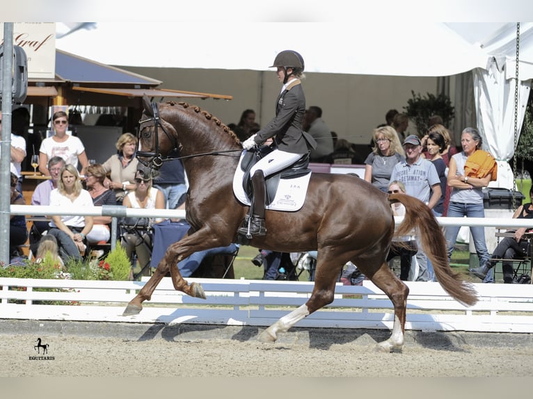 DSP DOMINY Bavarese Stallone Sauro scuro in Löningen