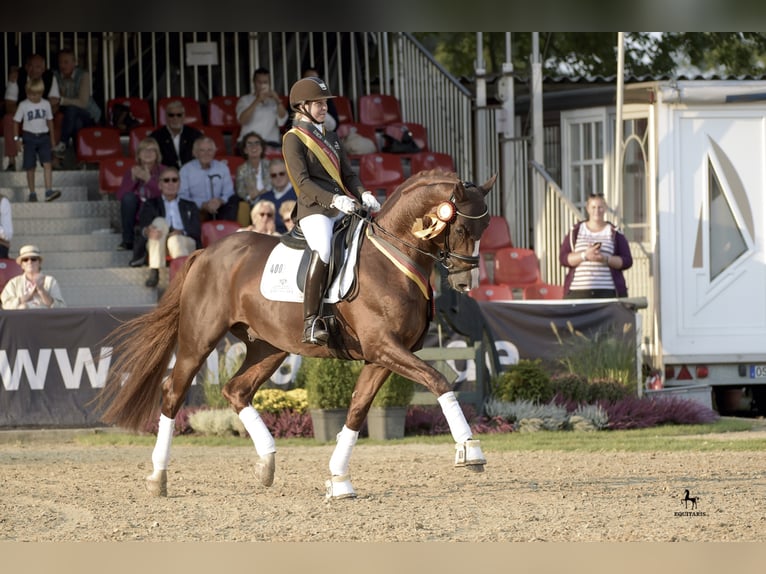 DSP DOMINY Bavarese Stallone Sauro scuro in Löningen