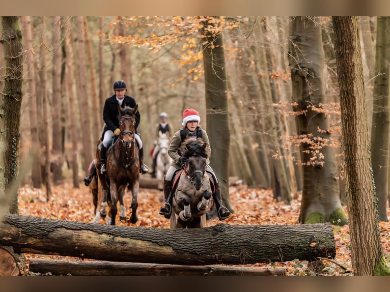 Dülmen Étalon 10 Ans 138 cm Isabelle in Lienen