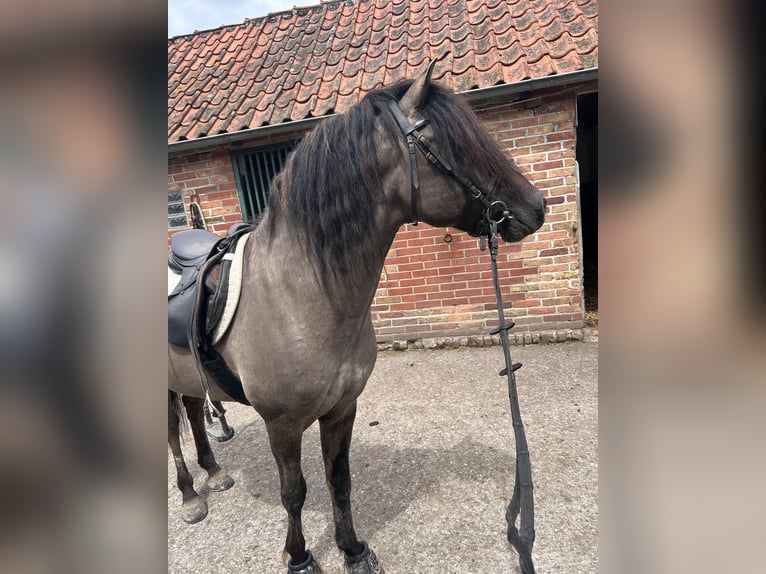 Duelmen Gelding 10 years 13.2 hh Dun in Lienen