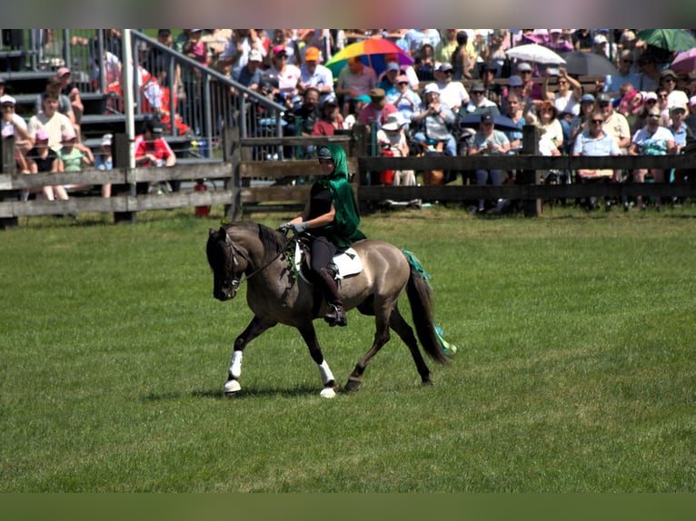 Duelmen Gelding 10 years 13.2 hh Dun in Lienen