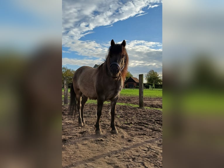 Duelmen Gelding 11 years 13.1 hh  in Dülmen