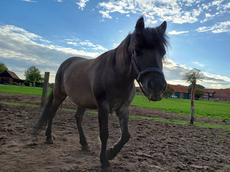 Duelmen Gelding 11 years 13.1 hh  in Dülmen