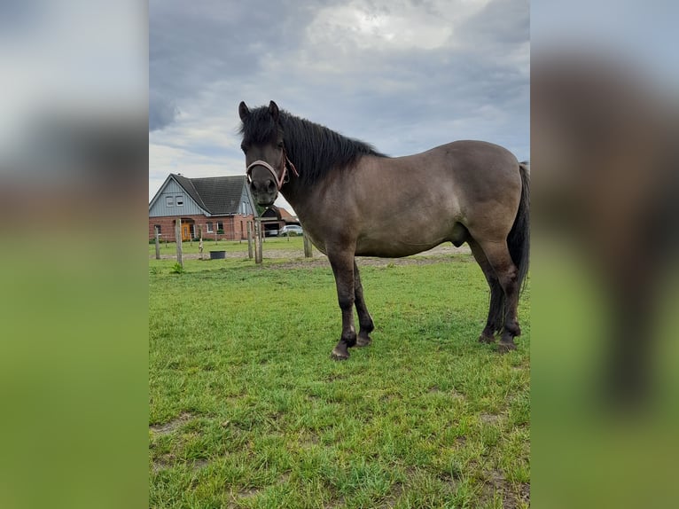 Duelmen Gelding 11 years 13.1 hh  in Dülmen