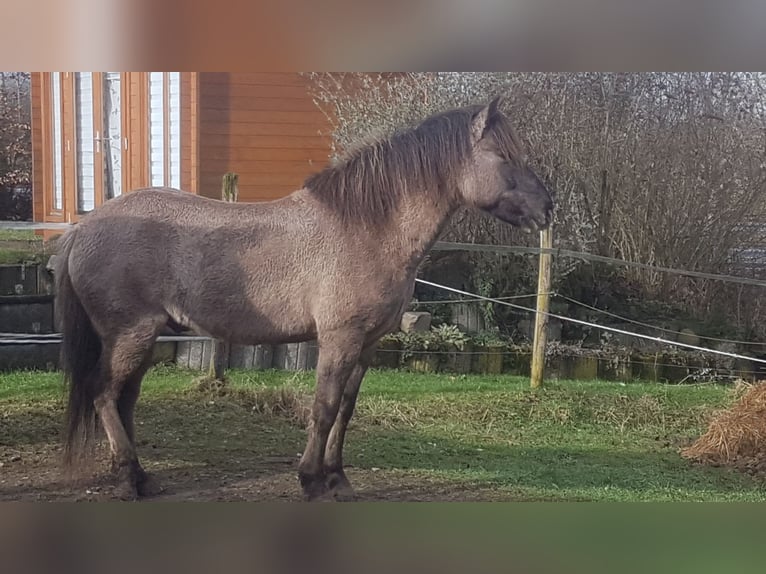 Duelmen Gelding 13 years 14.1 hh Dun in Schleiden