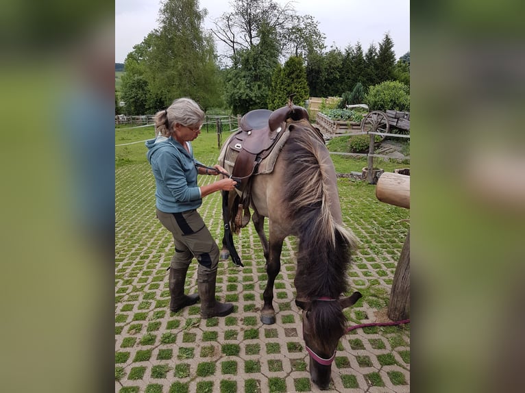 Duelmen Gelding 13 years 14.1 hh Dun in Schleiden