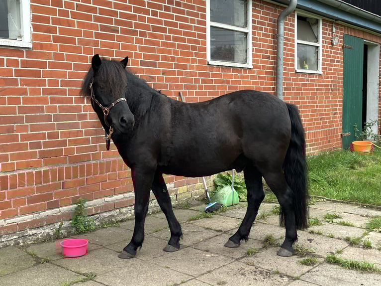 Duelmen Gelding 14 years 13 hh Black in Lilienthal