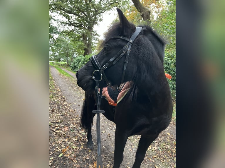 Duelmen Gelding 14 years 13 hh Black in Lilienthal
