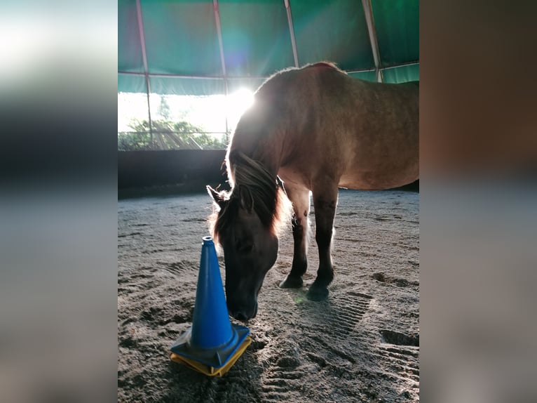 Duelmen Mix Gelding 14 years 14,2 hh Brown-Light in Aurich Egels