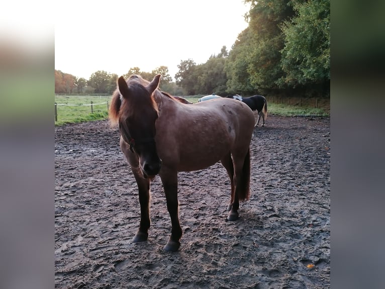 Duelmen Mix Gelding 14 years 14,2 hh Brown-Light in Aurich Egels