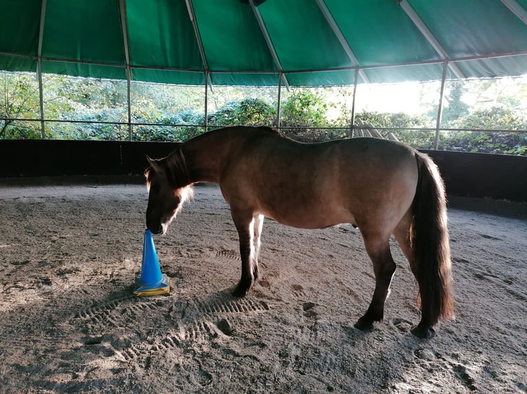 Duelmen Mix Gelding 14 years 14,2 hh Brown-Light in Aurich Egels