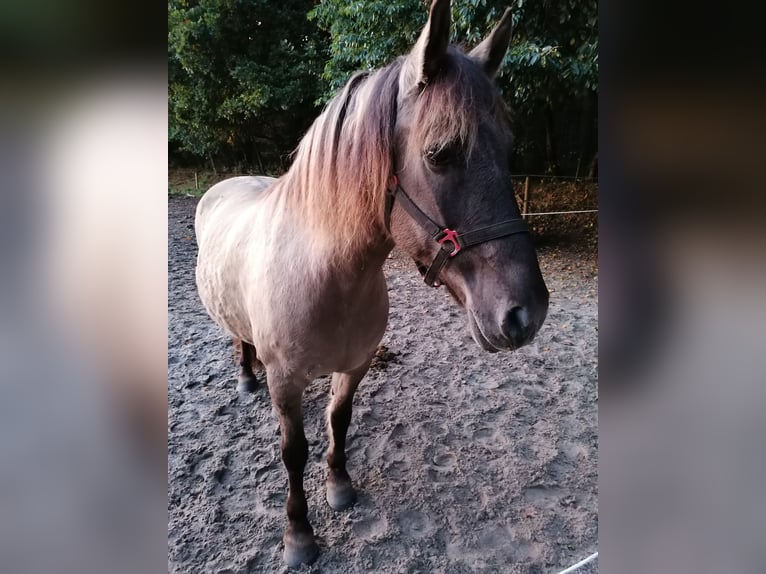 Duelmen Mix Gelding 14 years 14,2 hh Brown-Light in Aurich Egels