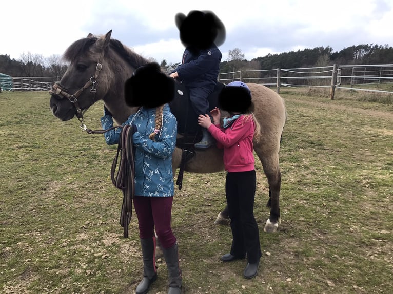 Duelmen Gelding 16 years 12.2 hh Dun in Stamsried