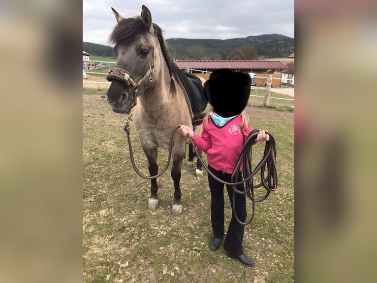 Duelmen Gelding 16 years 12.2 hh Dun in Stamsried