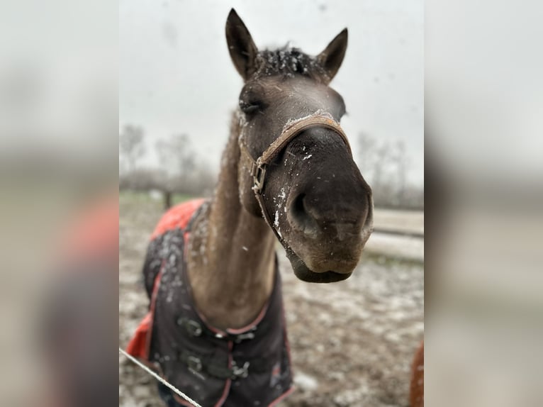 Duelmen Gelding 18 years 14,2 hh in Kaarst