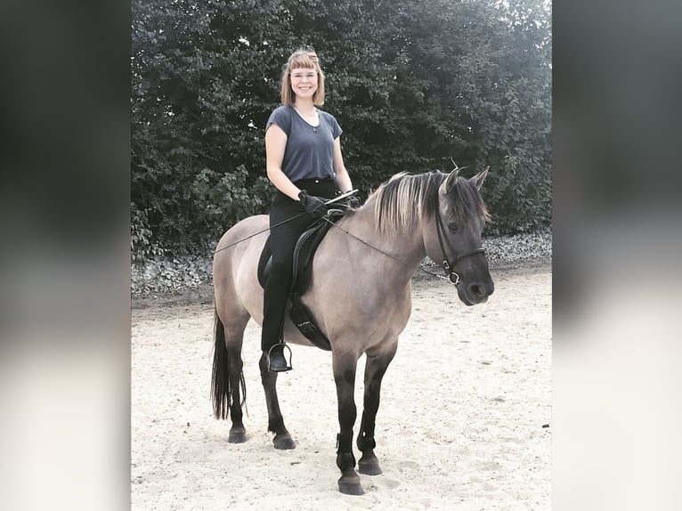 Duelmen Gelding 19 years 13,3 hh Dun in Borgholzhausen