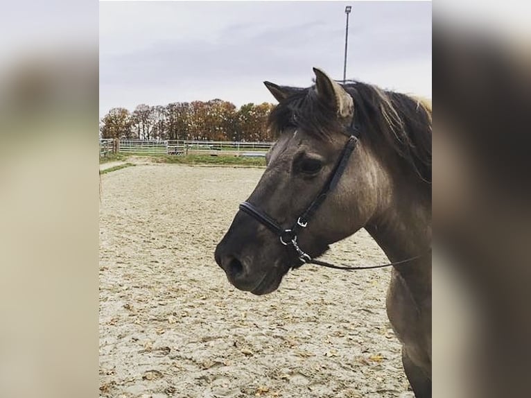 Duelmen Gelding 19 years 13,3 hh Dun in Borgholzhausen