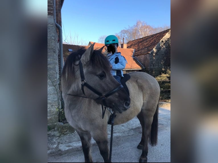 Duelmen Gelding 19 years 13,3 hh Dun in Borgholzhausen